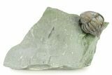 Wide, Enrolled Flexicalymene Trilobite - Indiana #284154-1